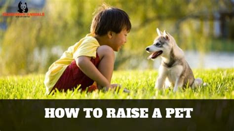 Raising Pets 7 (A Tier .